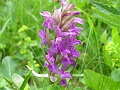 08_Orchis incarnat